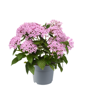 Afbeelding van EJ Pentas P19 Lavender